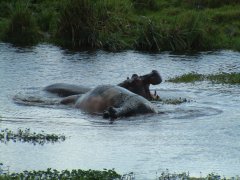 16-Arguing hippos